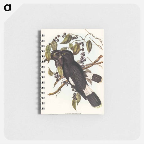 アートメモ帳-Great Crow-Shrike
 - オーストラリアの鳥 Memo.