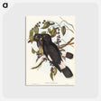 アートポストカード-Great Crow-Shrike
 - オーストラリアの鳥 Postcard.