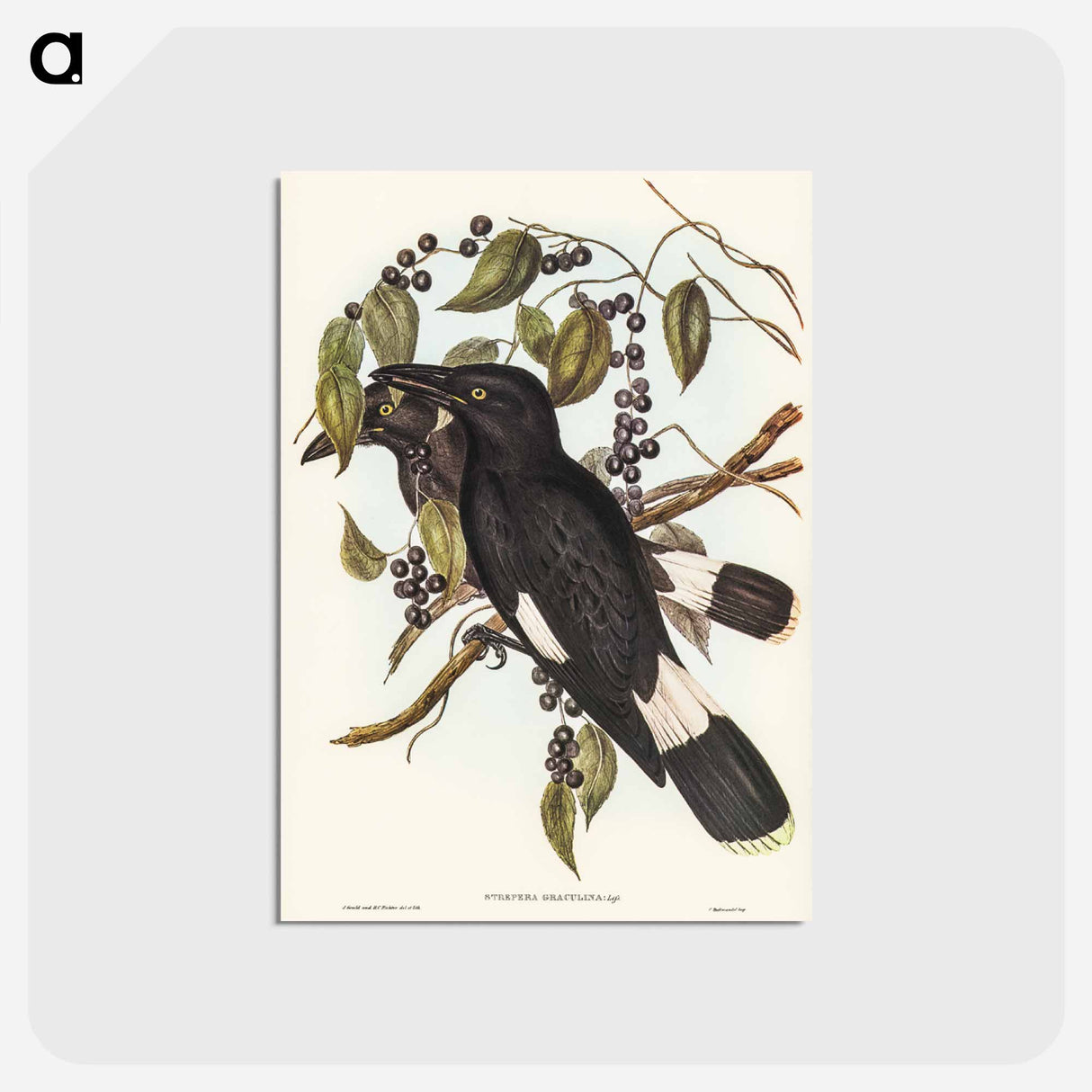 アートポストカード-Great Crow-Shrike
 - オーストラリアの鳥 Postcard.