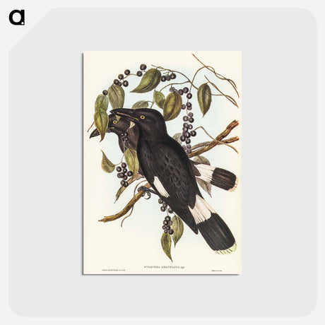 アートポストカード-Great Crow-Shrike
 - オーストラリアの鳥 Postcard.