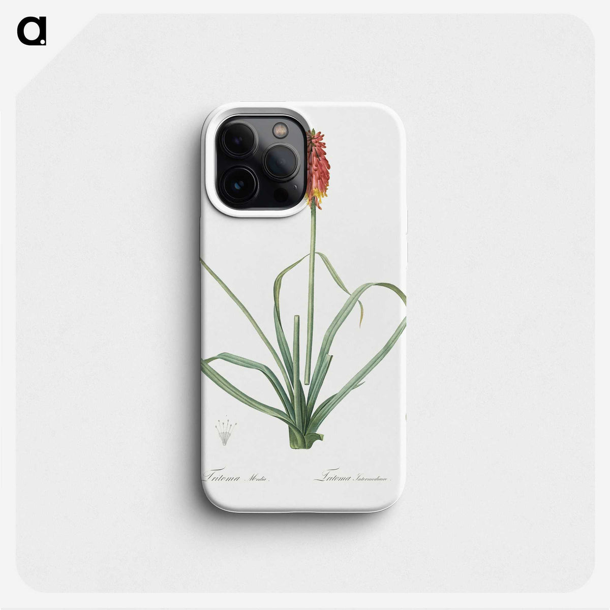 3-1_The-Lilies_phone