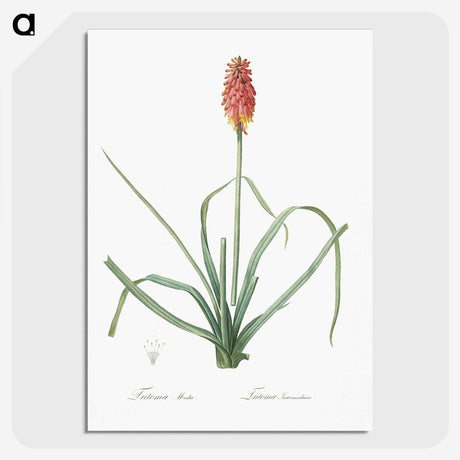 3-1_The-Lilies_picture-crop