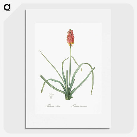 3-1_The-Lilies_picture