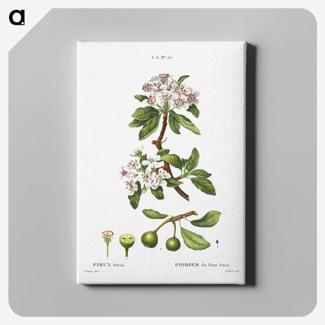 3-1_Treatise-on-Trees-and-Shrubs_canvas