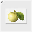 3-1_USDA-Watercolor-Fruit-Painting-Collection_postcard