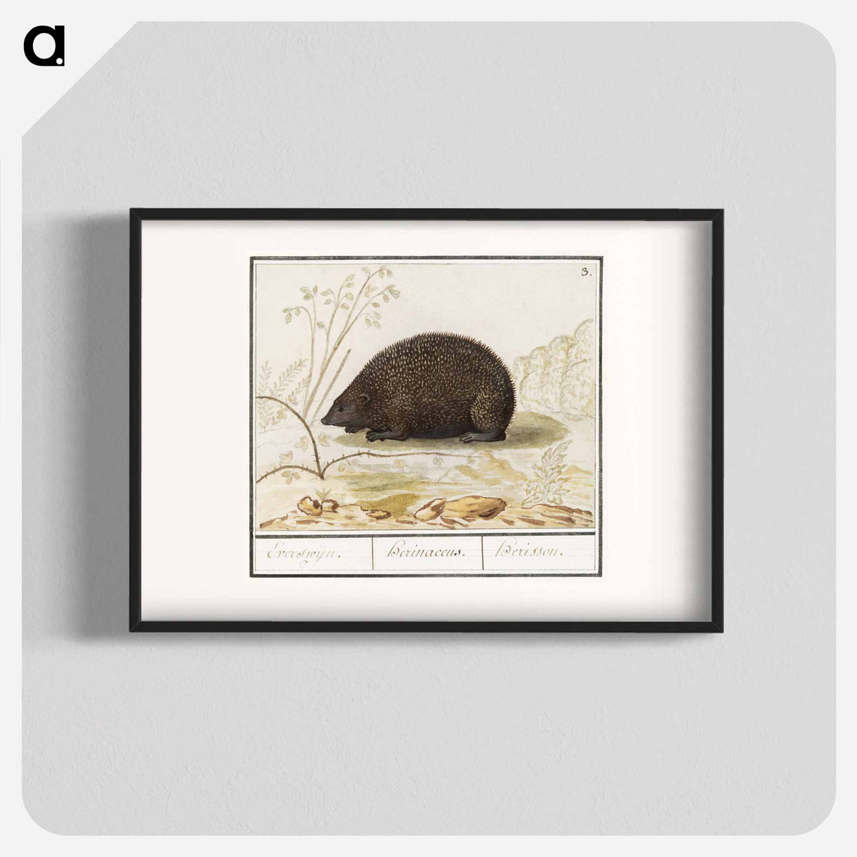 Hedgehog - アンセルムス ボエティウス デ ブート Poster.