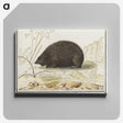 3-20_Anselmus-Boetius-de-Boodt_canvas