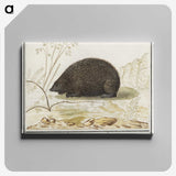 3-20_Anselmus-Boetius-de-Boodt_canvas
