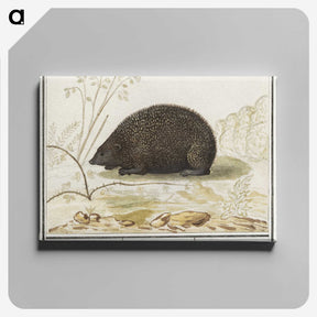 3-20_Anselmus-Boetius-de-Boodt_canvas
