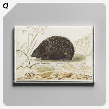 3-20_Anselmus-Boetius-de-Boodt_canvas