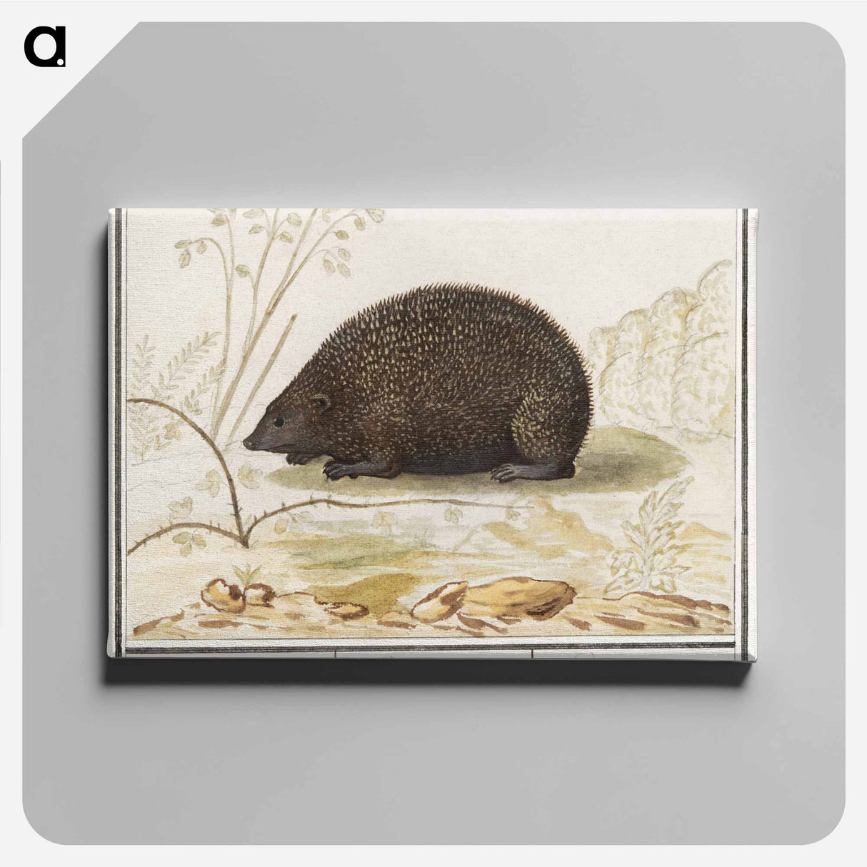 Hedgehog - アンセルムス ボエティウス デ ブート Canvas.