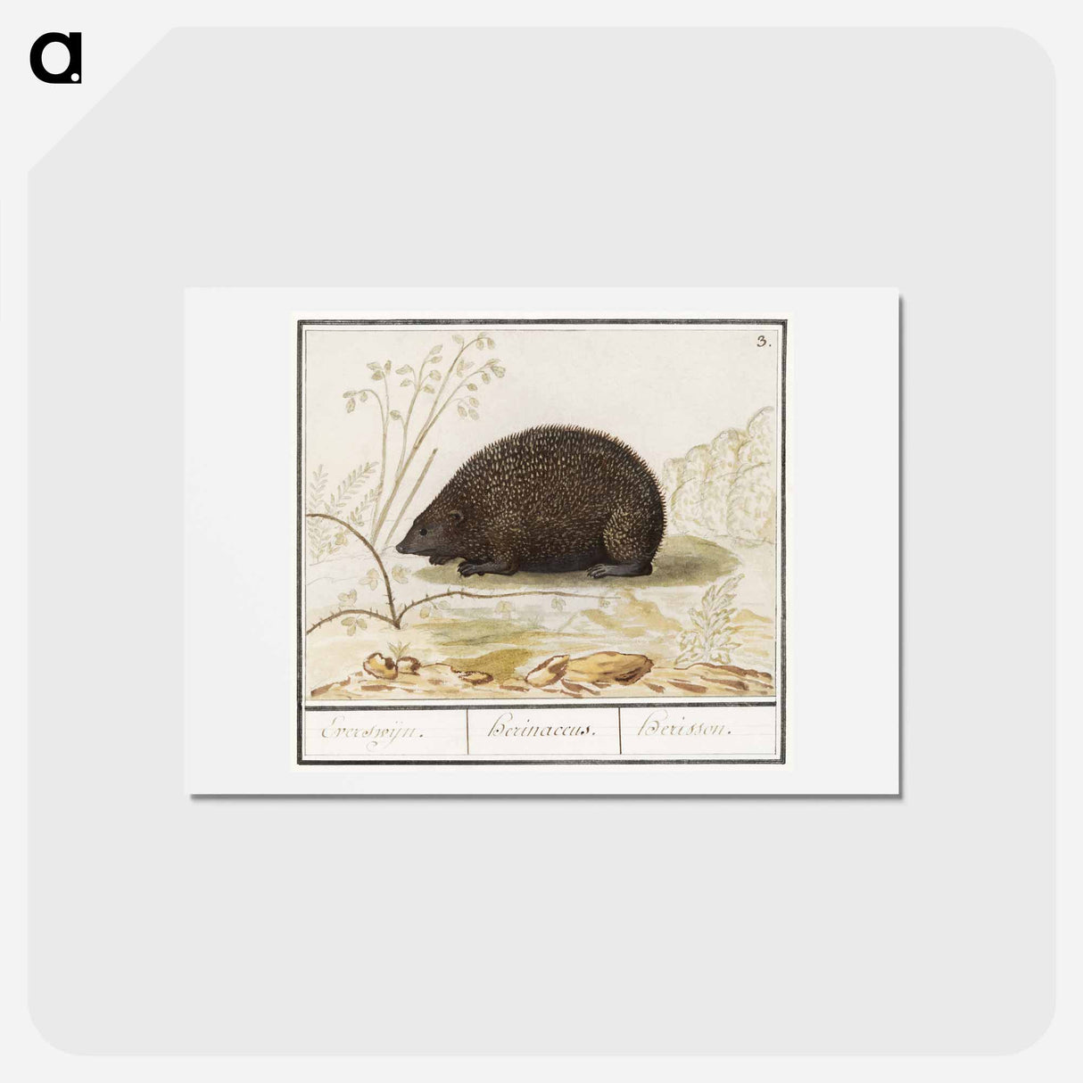アートポストカード-Hedgehog - アンセルムス ボエティウス デ ブート Postcard.