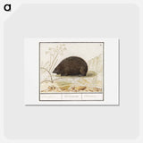 アートポストカード-Hedgehog - アンセルムス ボエティウス デ ブート Postcard.