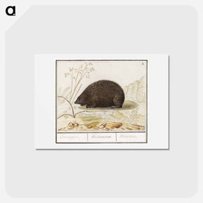 アートポストカード-Hedgehog - アンセルムス ボエティウス デ ブート Postcard.