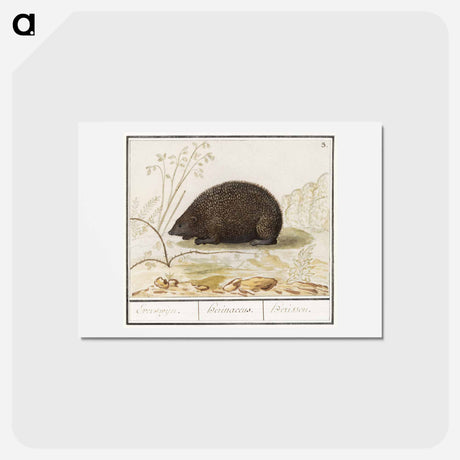 アートポストカード-Hedgehog - アンセルムス ボエティウス デ ブート Postcard.