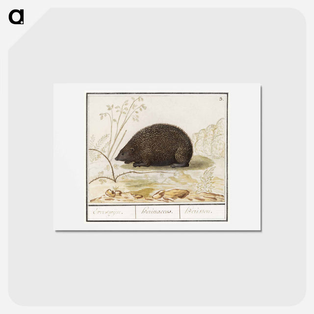 アートポストカード-Hedgehog - アンセルムス ボエティウス デ ブート Postcard.