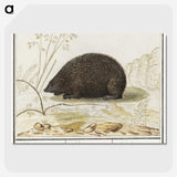 3-20_Anselmus-Boetius-de-Boodt_picture-crop