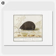 3-20_Anselmus-Boetius-de-Boodt_picture