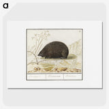 3-20_Anselmus-Boetius-de-Boodt_picture