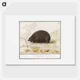 Hedgehog - アンセルムス ボエティウス デ ブート Poster.