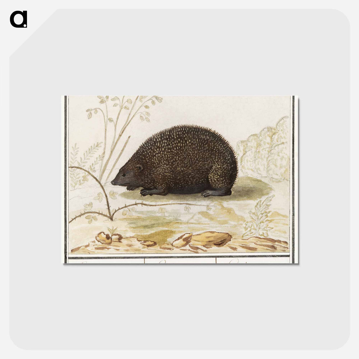 アートポストカード-Hedgehog - アンセルムス ボエティウス デ ブート Postcard.