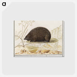 アートポストカード-Hedgehog - アンセルムス ボエティウス デ ブート Postcard.