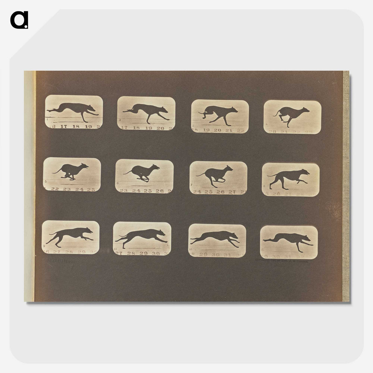 3-20_Eadweard-Muybridge_picture-crop