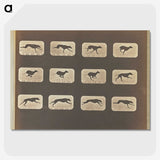 3-20_Eadweard-Muybridge_picture-crop