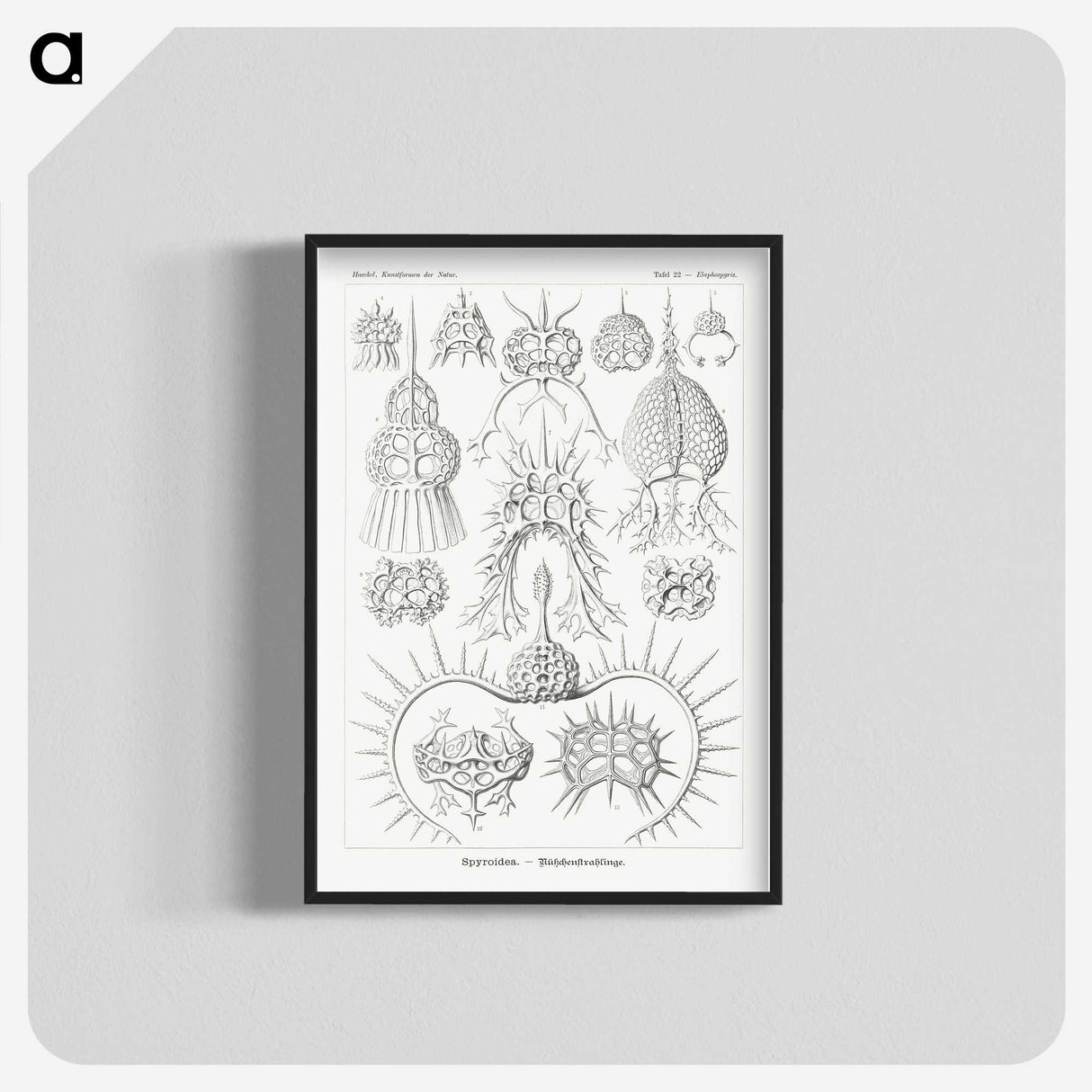 3-20_Ernst-Haeckel_blk-crop