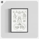 3-20_Ernst-Haeckel_blk-crop