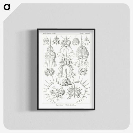 3-20_Ernst-Haeckel_blk-crop