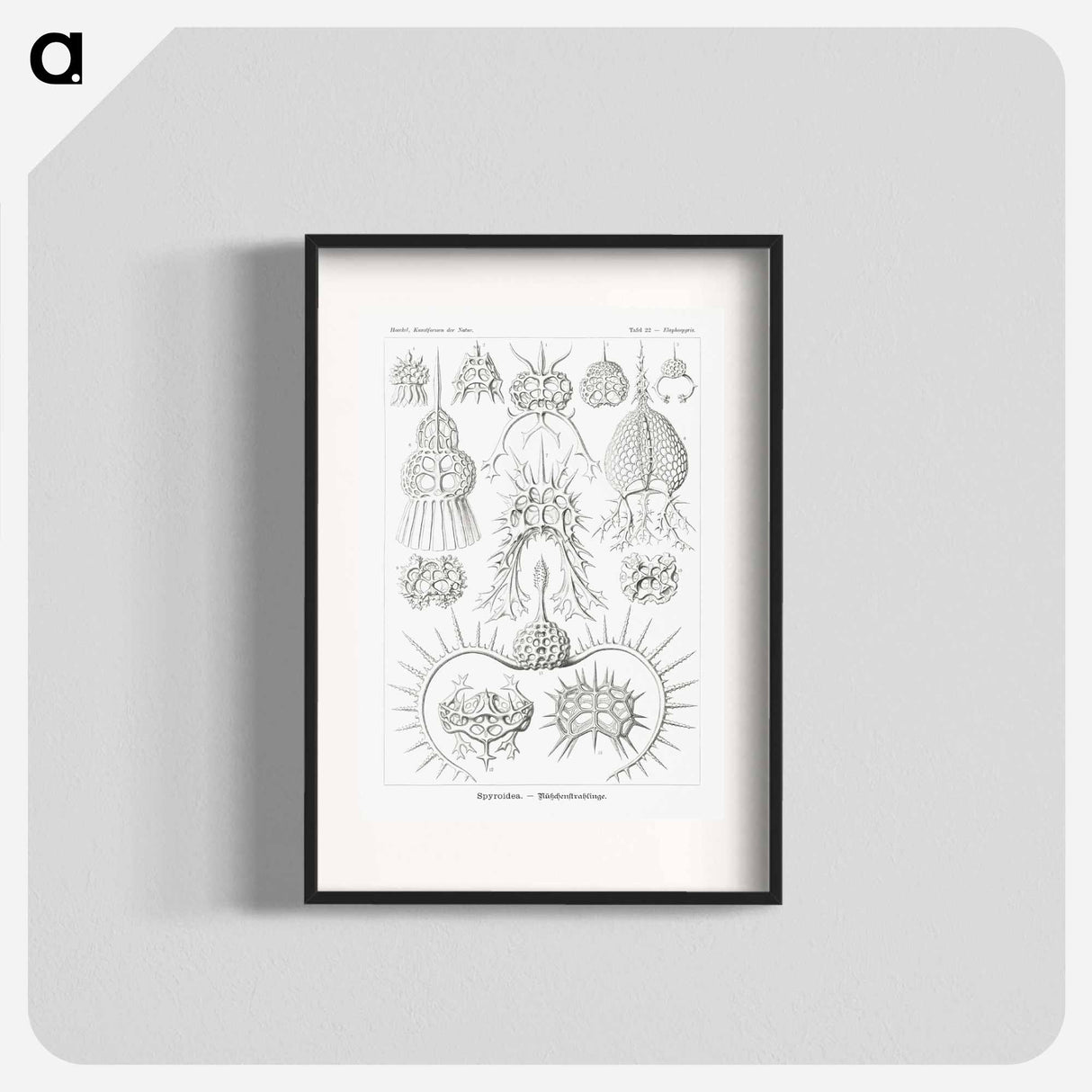 Spyroidea–Nükchenstrahlinge from Kunstformen der Natur - エルンスト ヘッケル Poster.