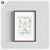 Spyroidea–Nükchenstrahlinge from Kunstformen der Natur - エルンスト ヘッケル Poster.