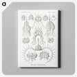 3-20_Ernst-Haeckel_canvas