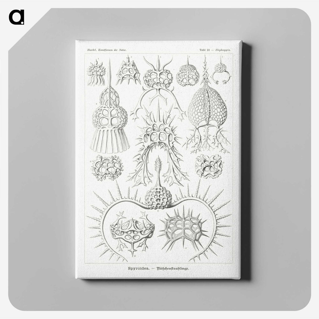 3-20_Ernst-Haeckel_canvas