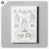 3-20_Ernst-Haeckel_canvas