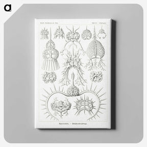3-20_Ernst-Haeckel_canvas
