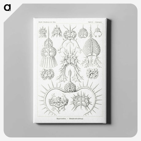 3-20_Ernst-Haeckel_canvas
