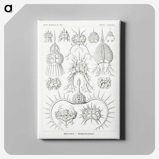 3-20_Ernst-Haeckel_canvas