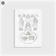 アートポストカード-Spyroidea–Nükchenstrahlinge from Kunstformen der Natur - エルンスト ヘッケル Postcard.