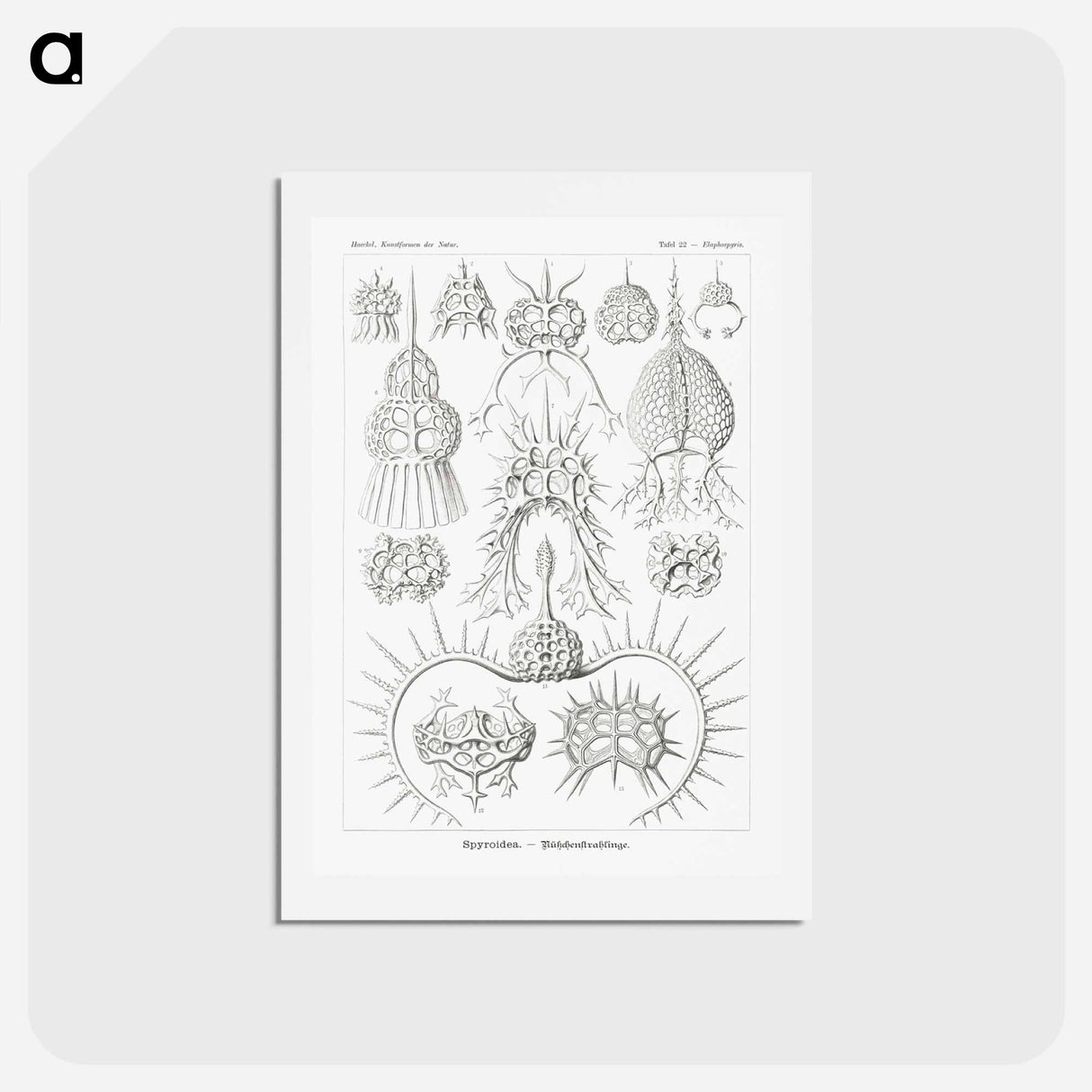 アートポストカード-Spyroidea–Nükchenstrahlinge from Kunstformen der Natur - エルンスト ヘッケル Postcard.