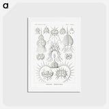 アートポストカード-Spyroidea–Nükchenstrahlinge from Kunstformen der Natur - エルンスト ヘッケル Postcard.