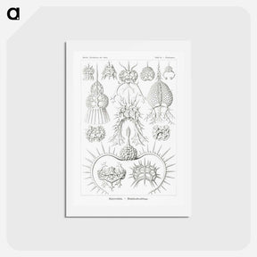 アートポストカード-Spyroidea–Nükchenstrahlinge from Kunstformen der Natur - エルンスト ヘッケル Postcard.