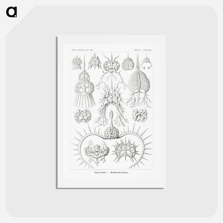 アートポストカード-Spyroidea–Nükchenstrahlinge from Kunstformen der Natur - エルンスト ヘッケル Postcard.