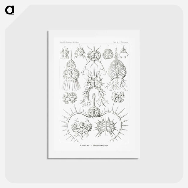 アートポストカード-Spyroidea–Nükchenstrahlinge from Kunstformen der Natur - エルンスト ヘッケル Postcard.