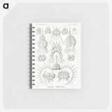 3-20_Ernst-Haeckel_memo