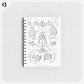 3-20_Ernst-Haeckel_memo