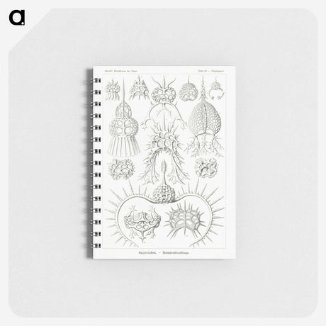 3-20_Ernst-Haeckel_memo