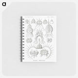 アートメモ帳-Spyroidea–Nükchenstrahlinge from Kunstformen der Natur - エルンスト ヘッケル Memo.