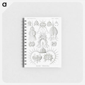 アートメモ帳-Spyroidea–Nükchenstrahlinge from Kunstformen der Natur - エルンスト ヘッケル Memo.